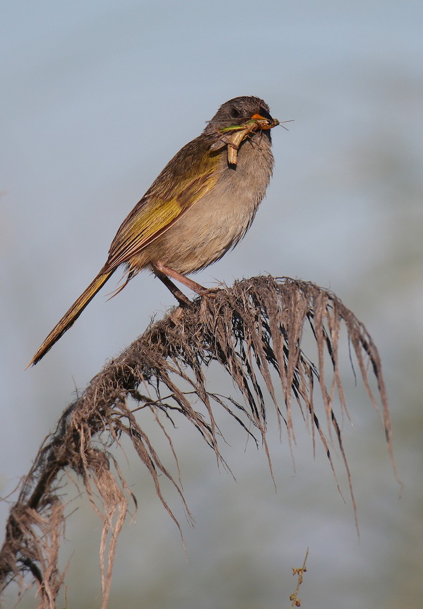 Great Pampa-Finch - ML539901421