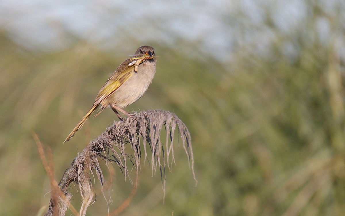 Great Pampa-Finch - ML539901431