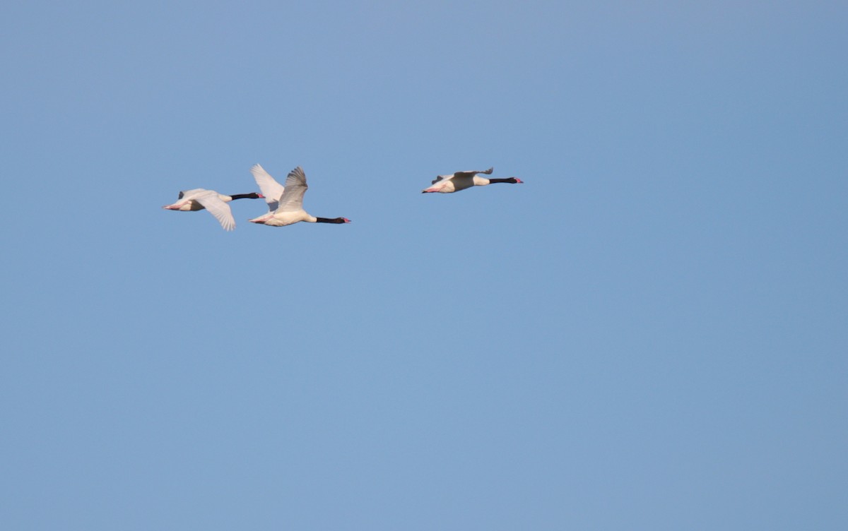 Black-necked Swan - ML539903611