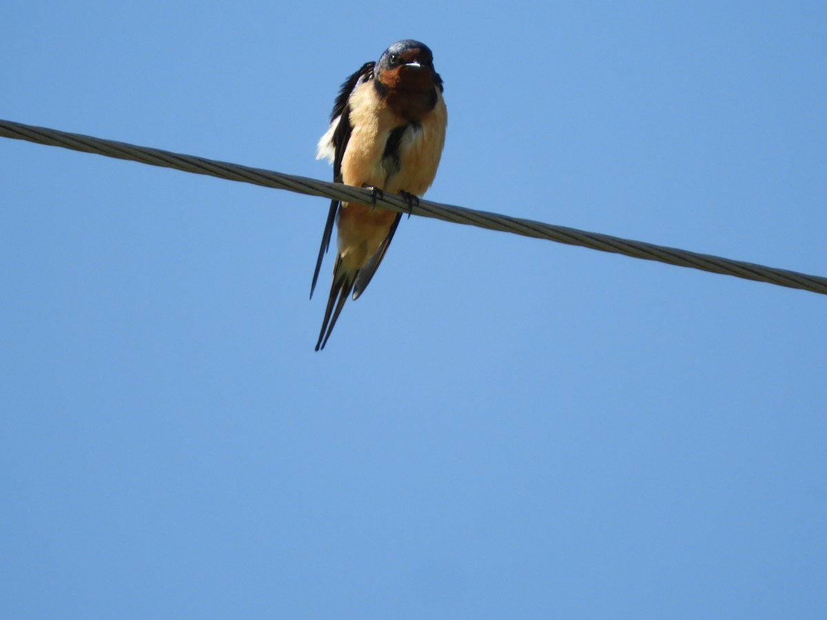 Barn Swallow - Silvia Enggist