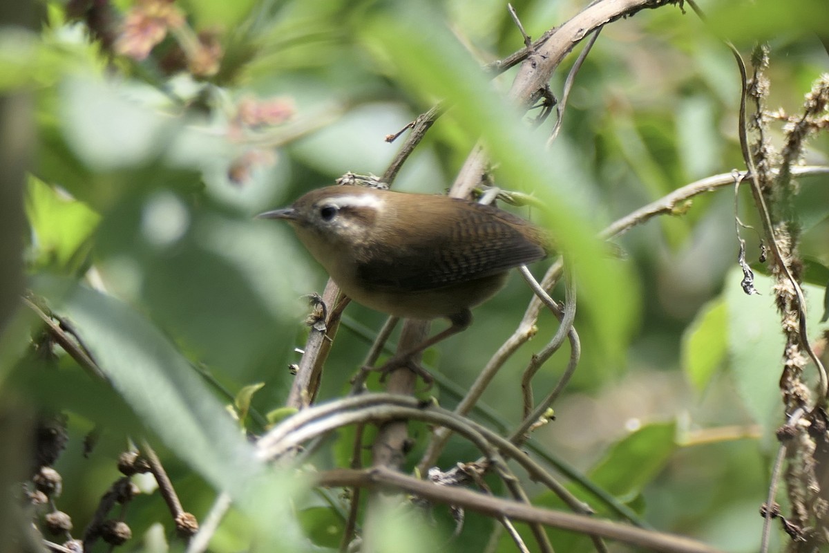 Mountain Wren - ML539904281