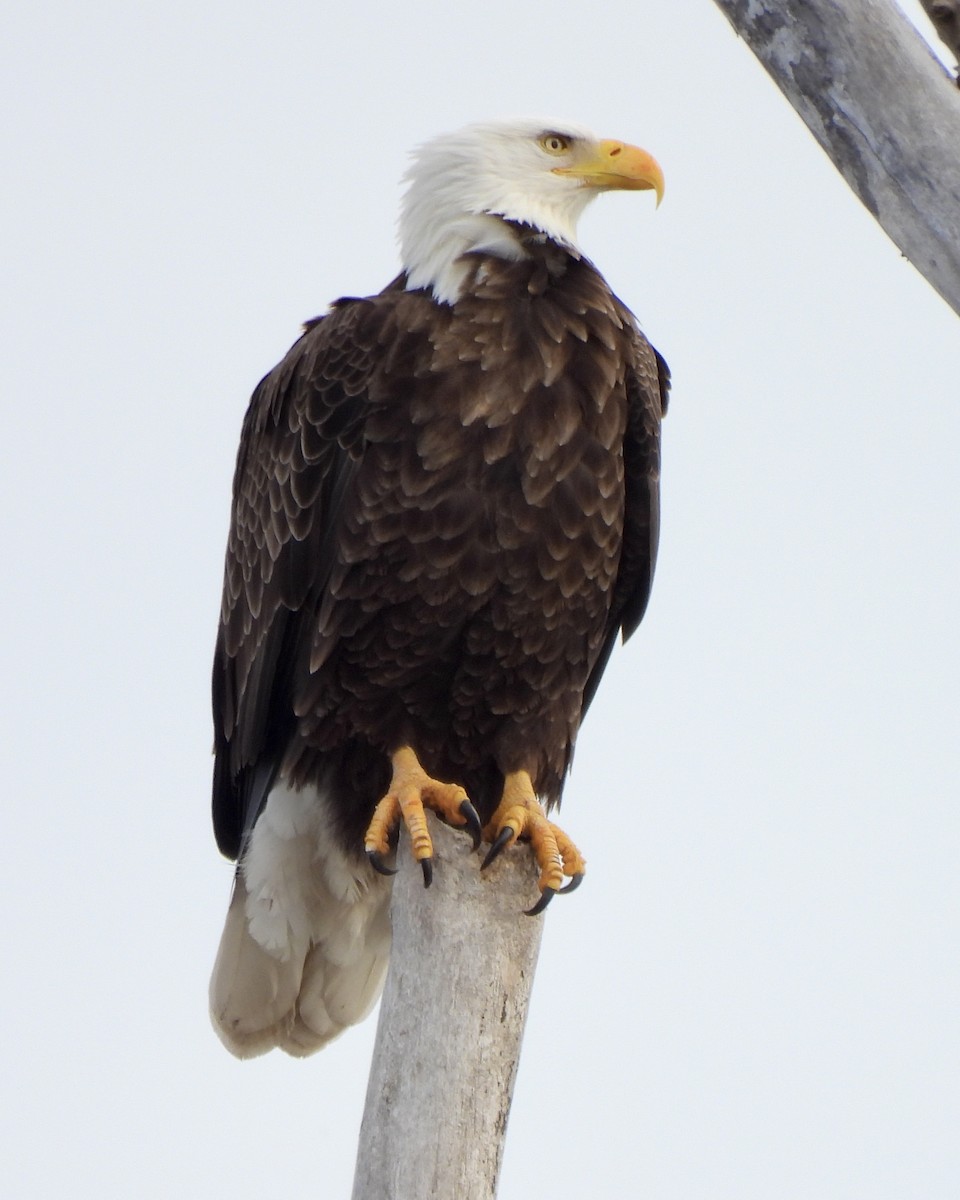 Bald Eagle - Sheryl Lazenby