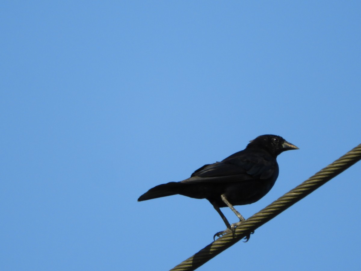 Unicolored Blackbird - ML539904871