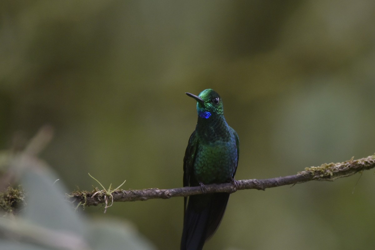 Green-crowned Brilliant - John Ramírez Núñez