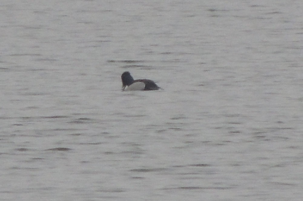 Lesser Scaup - ML539906391