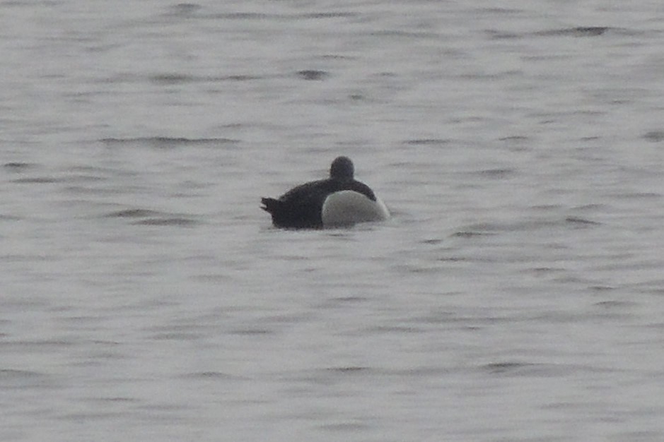 Lesser Scaup - ML539906401