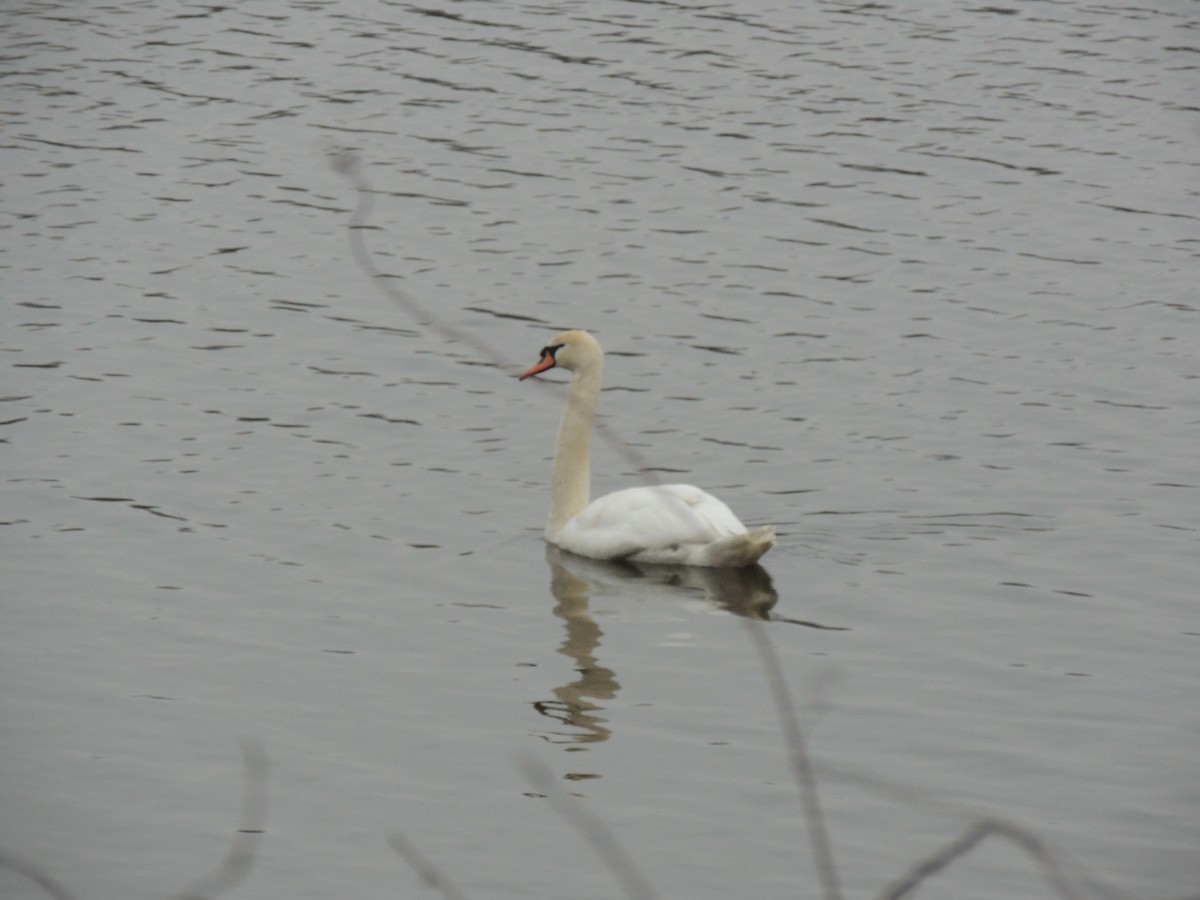 Mute Swan - ML539907081