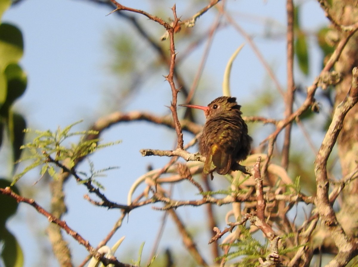 Gilded Hummingbird - ML539909331