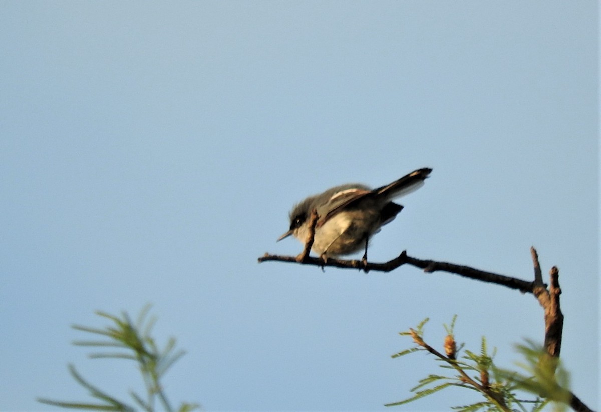 Masked Gnatcatcher - ML539909511