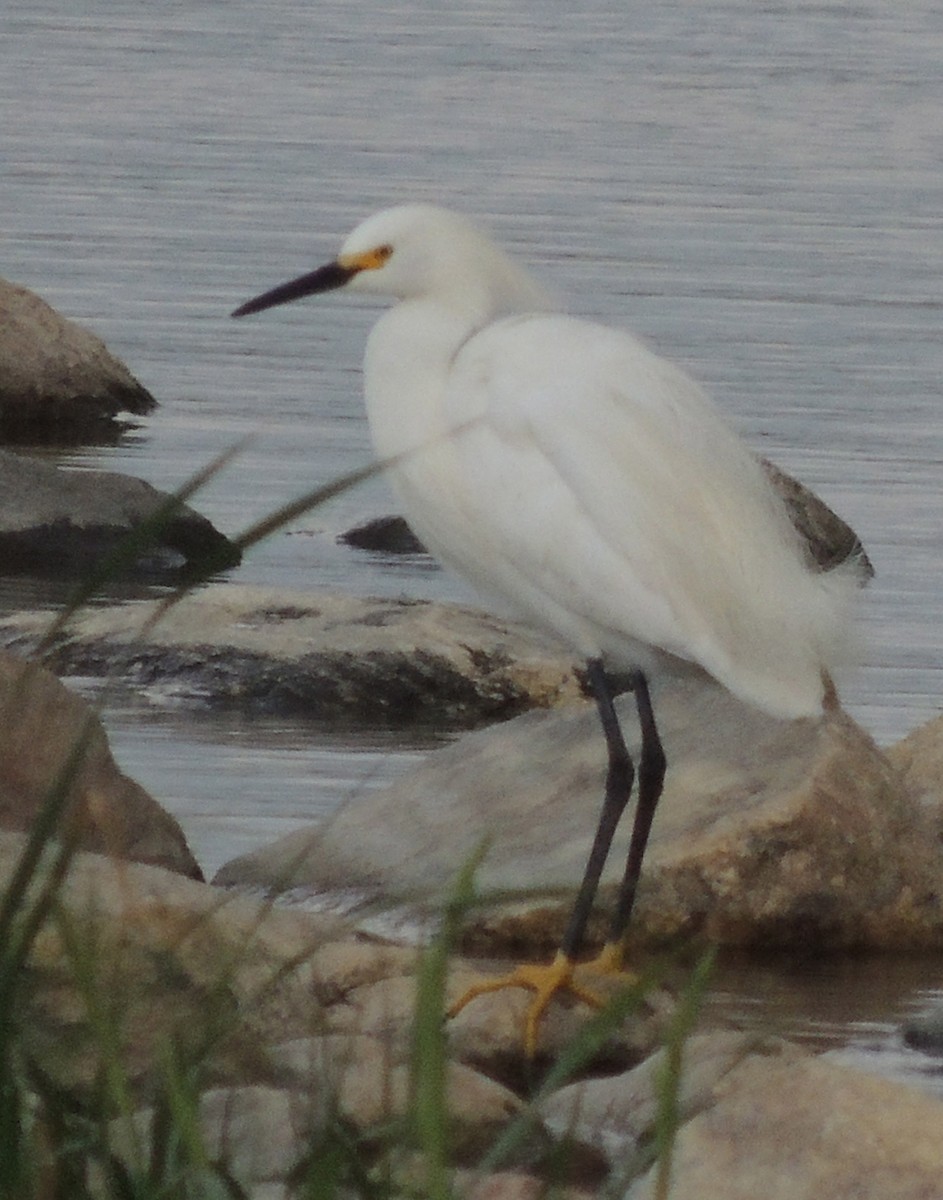 Snowy Egret - ML539909581