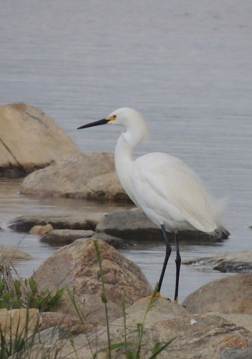 Snowy Egret - ML539909591