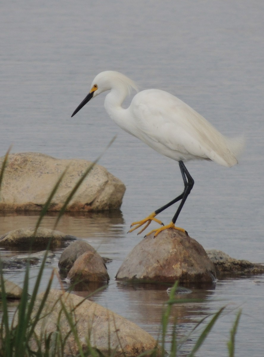 Snowy Egret - ML539909601