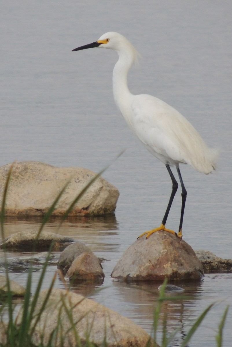 Snowy Egret - ML539909611