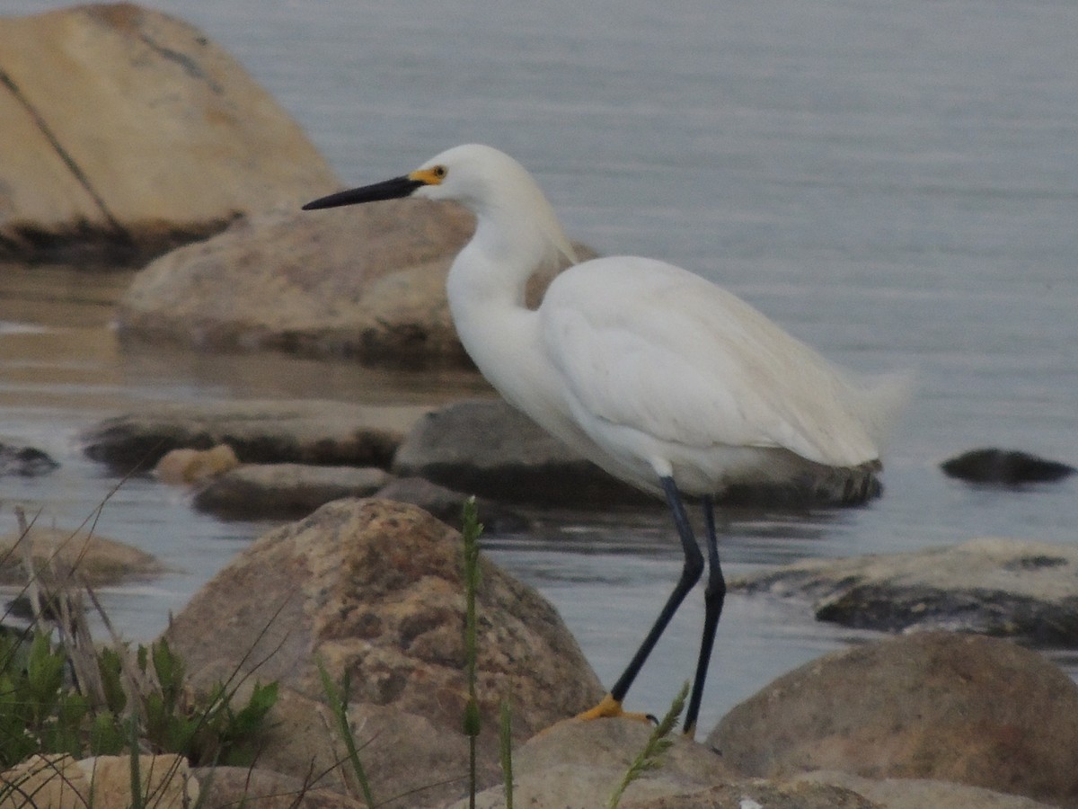 Snowy Egret - ML539909621