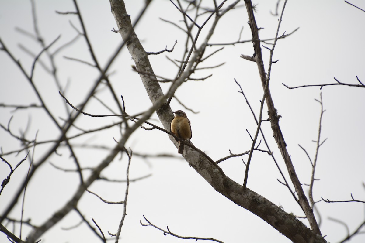 Carolina Wren - ML539911651