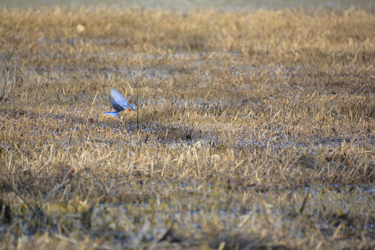 Eastern Bluebird - ML539911781
