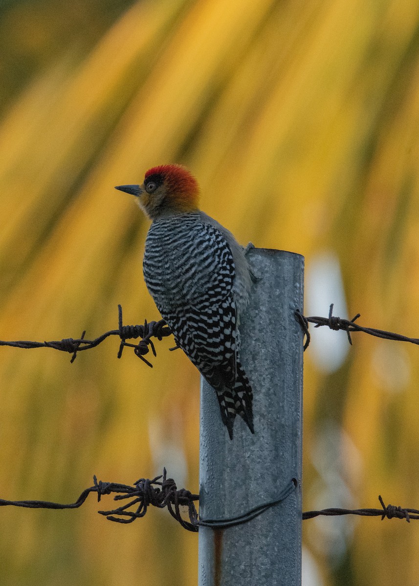 Golden-cheeked Woodpecker - ML539912081