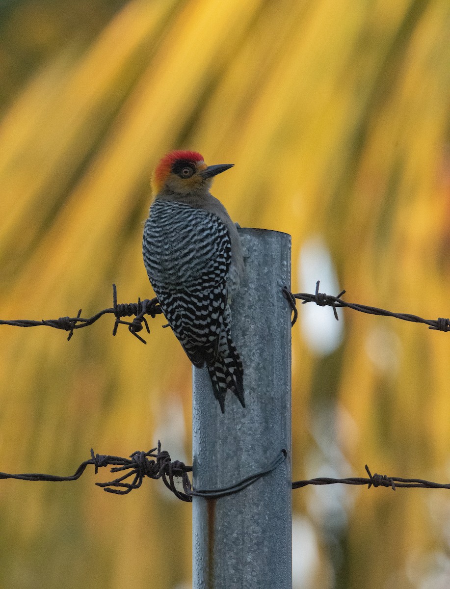 Golden-cheeked Woodpecker - ML539912111