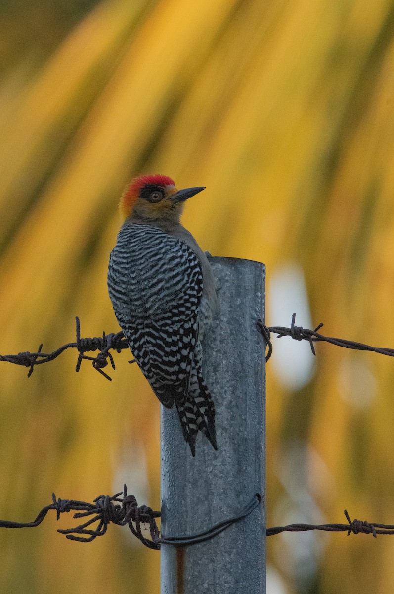 Golden-cheeked Woodpecker - David Robinson