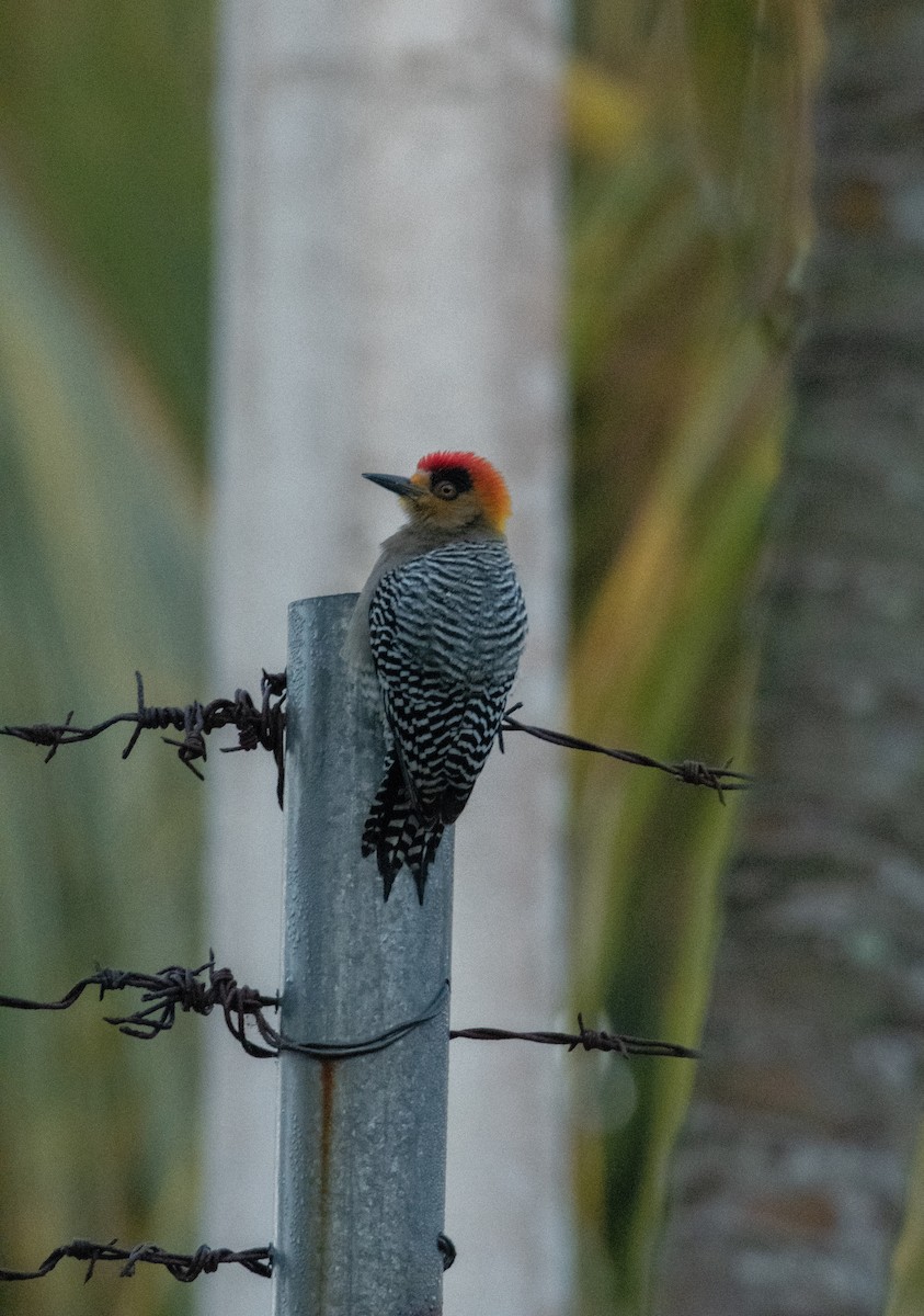 Golden-cheeked Woodpecker - ML539912161