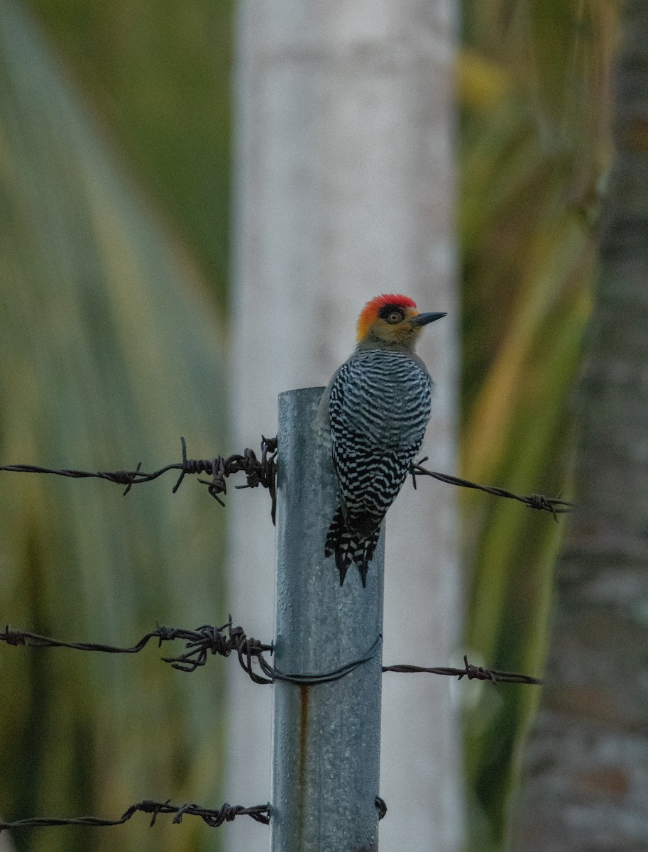 Golden-cheeked Woodpecker - ML539912221