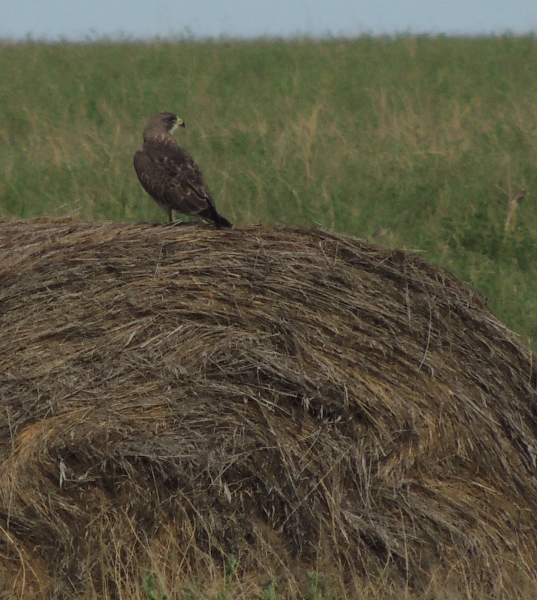 Swainson's Hawk - ML539912531