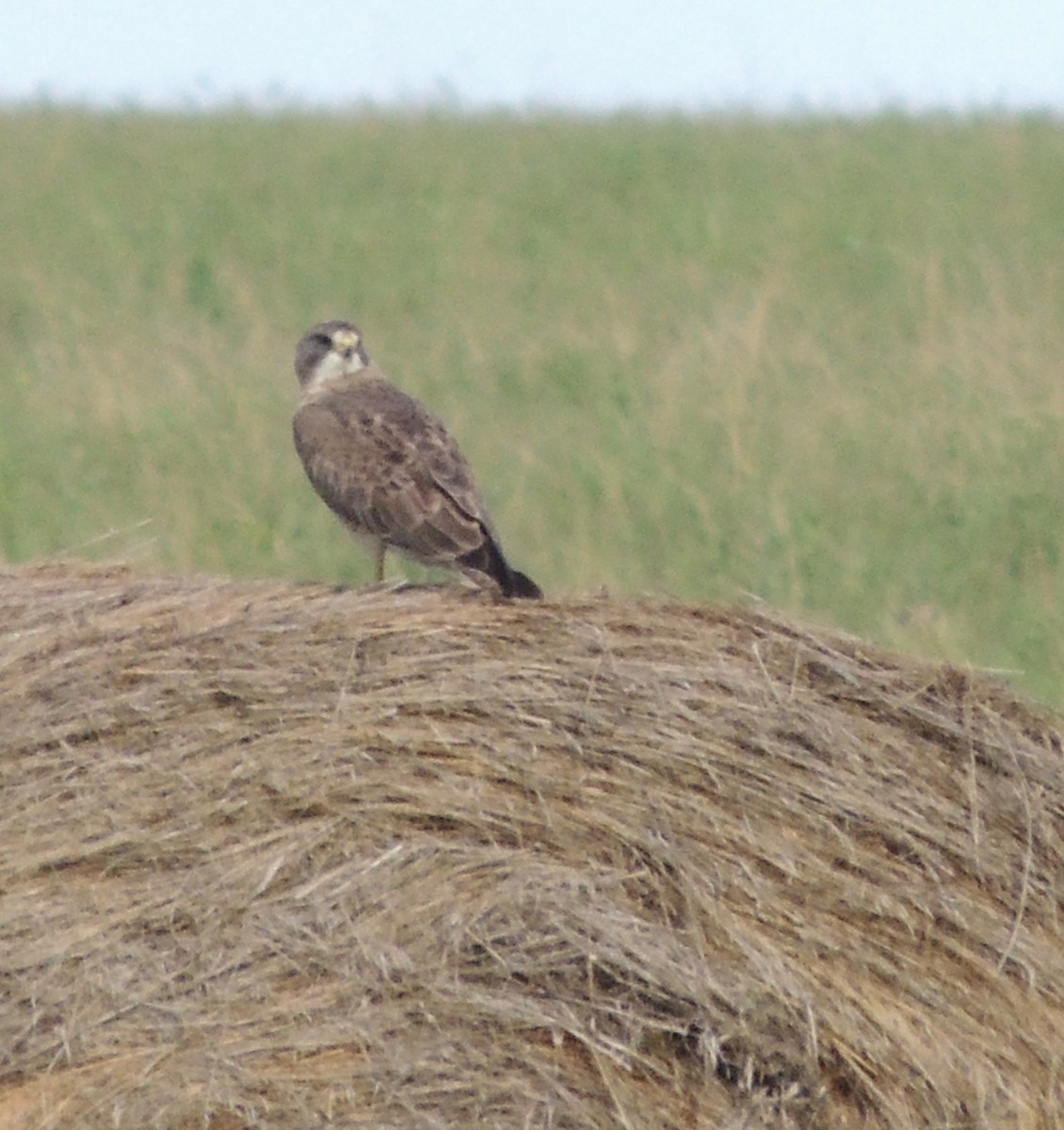 Swainson's Hawk - ML539912551