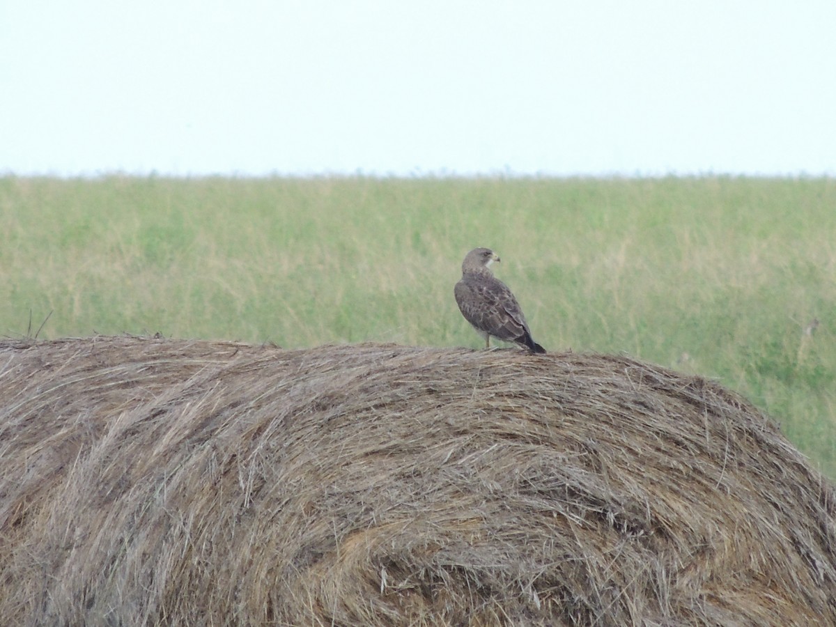 Swainson's Hawk - ML539912561