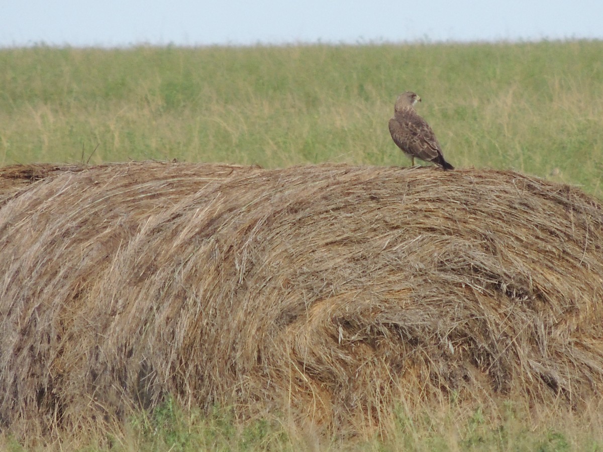 Swainson's Hawk - ML539912591