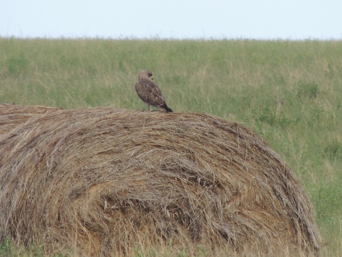 Swainson's Hawk - ML539912601