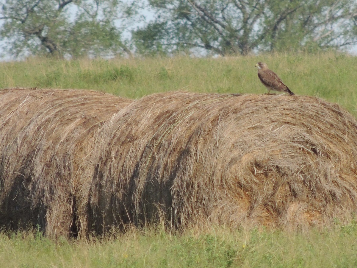 Swainson's Hawk - ML539912611