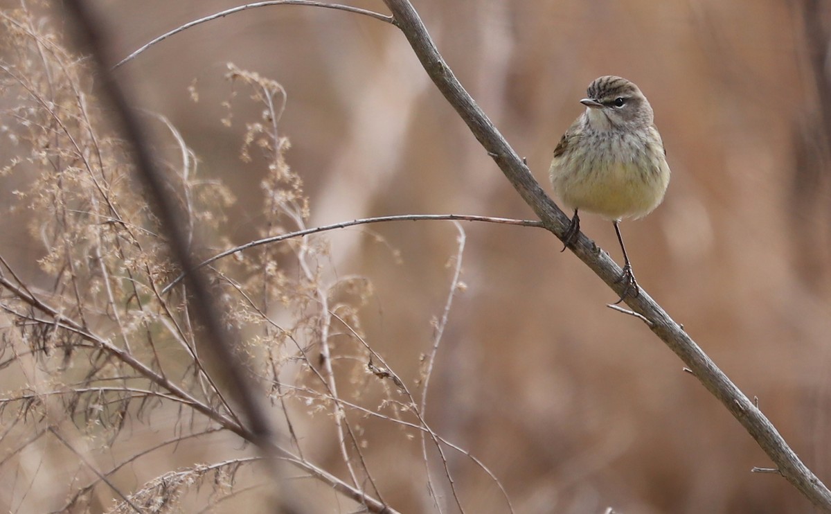 Reinita Palmera (palmarum) - ML539912681