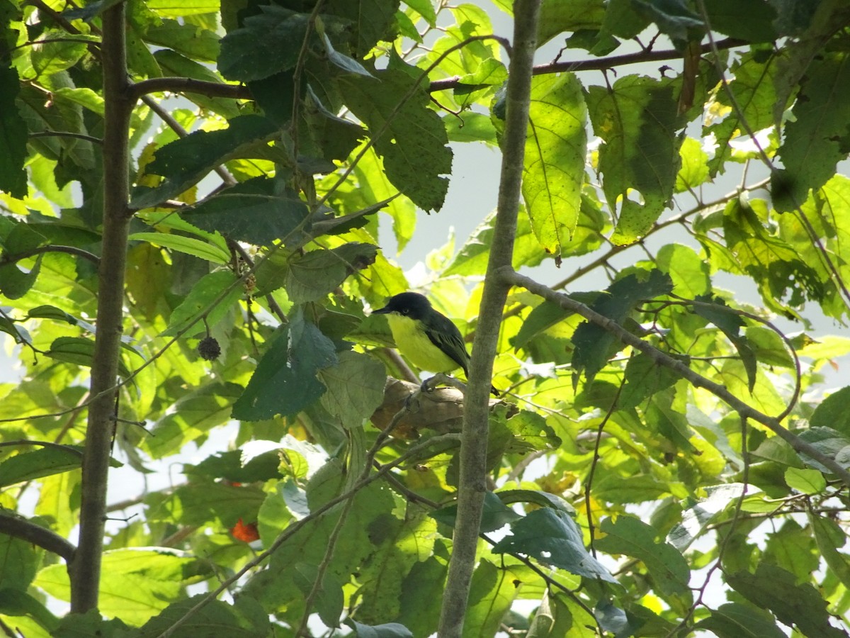 Common Tody-Flycatcher - ML539912931