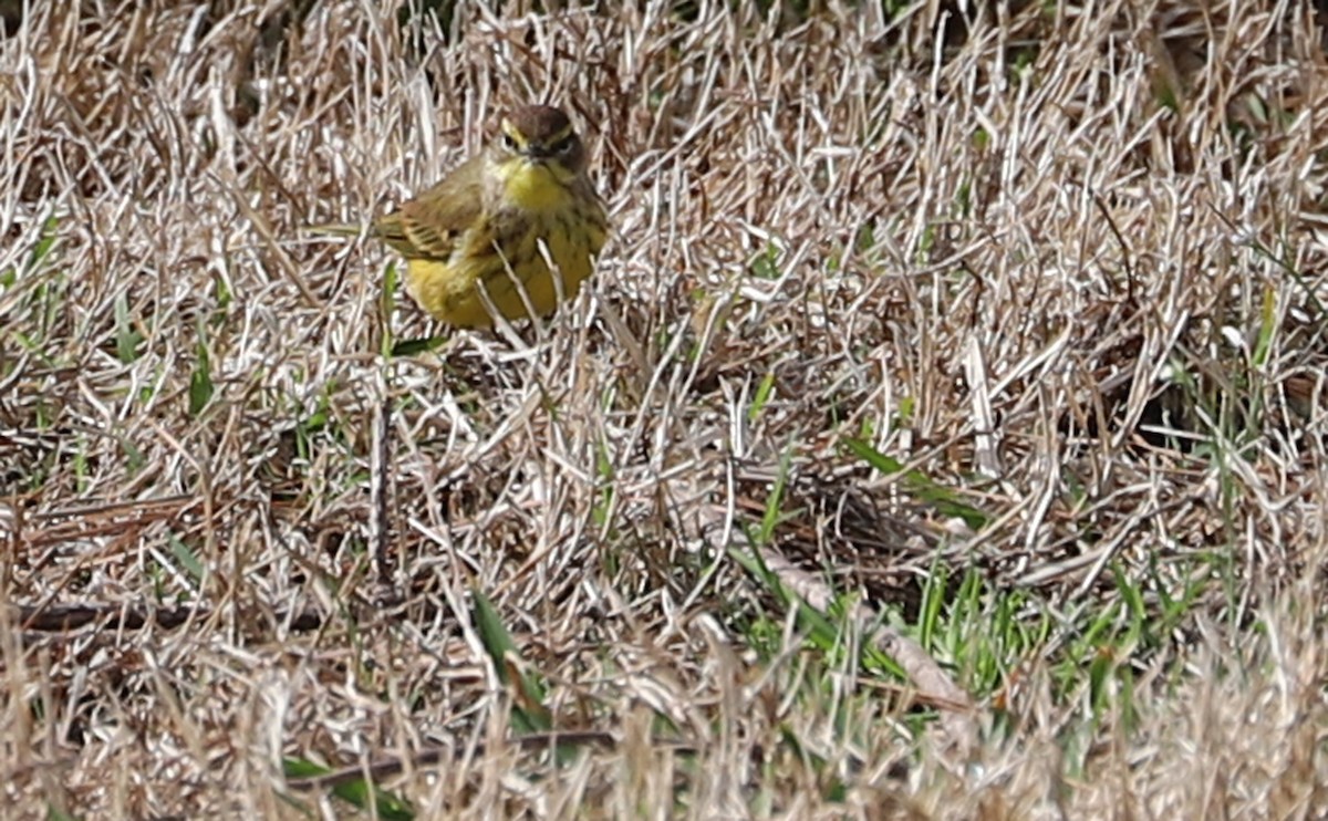 Palm Warbler (Yellow) - ML539913011