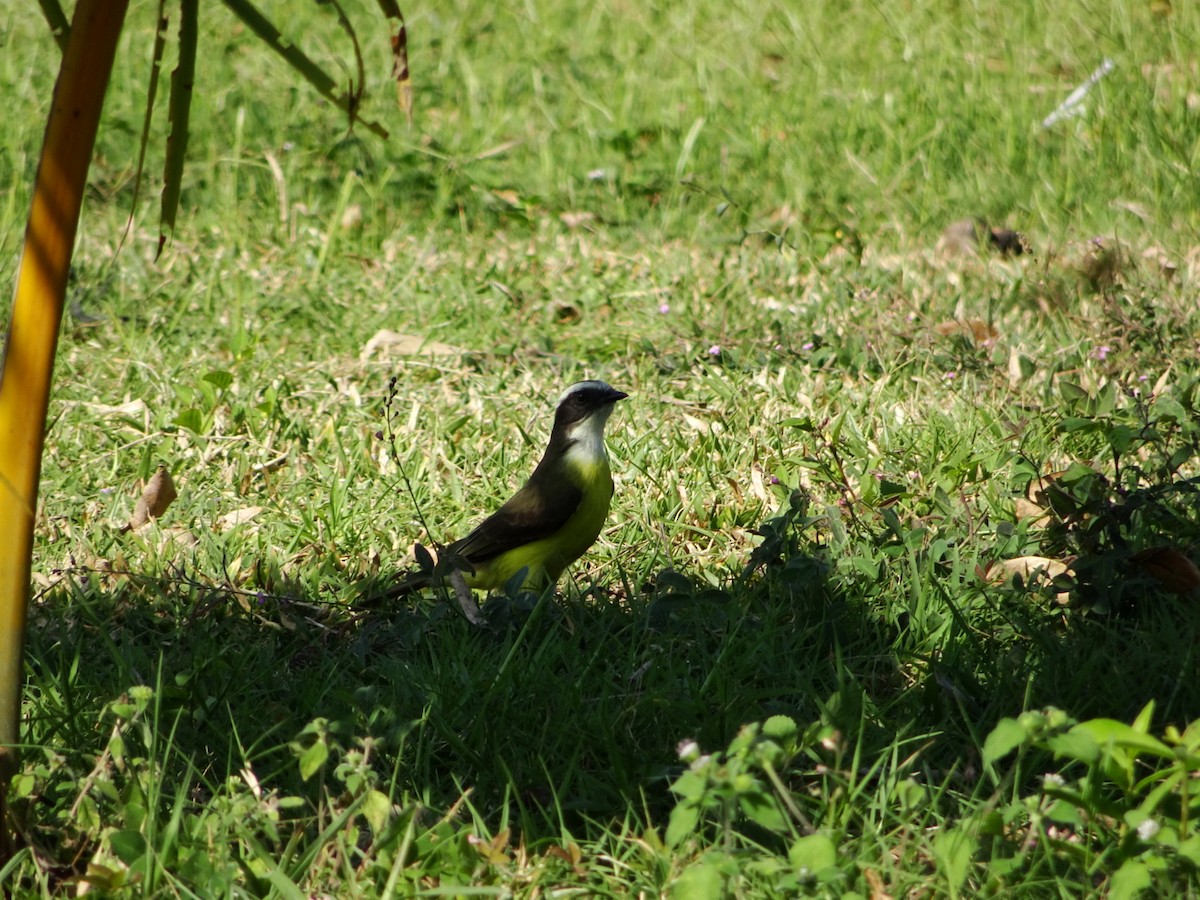 Social Flycatcher - ML539913071