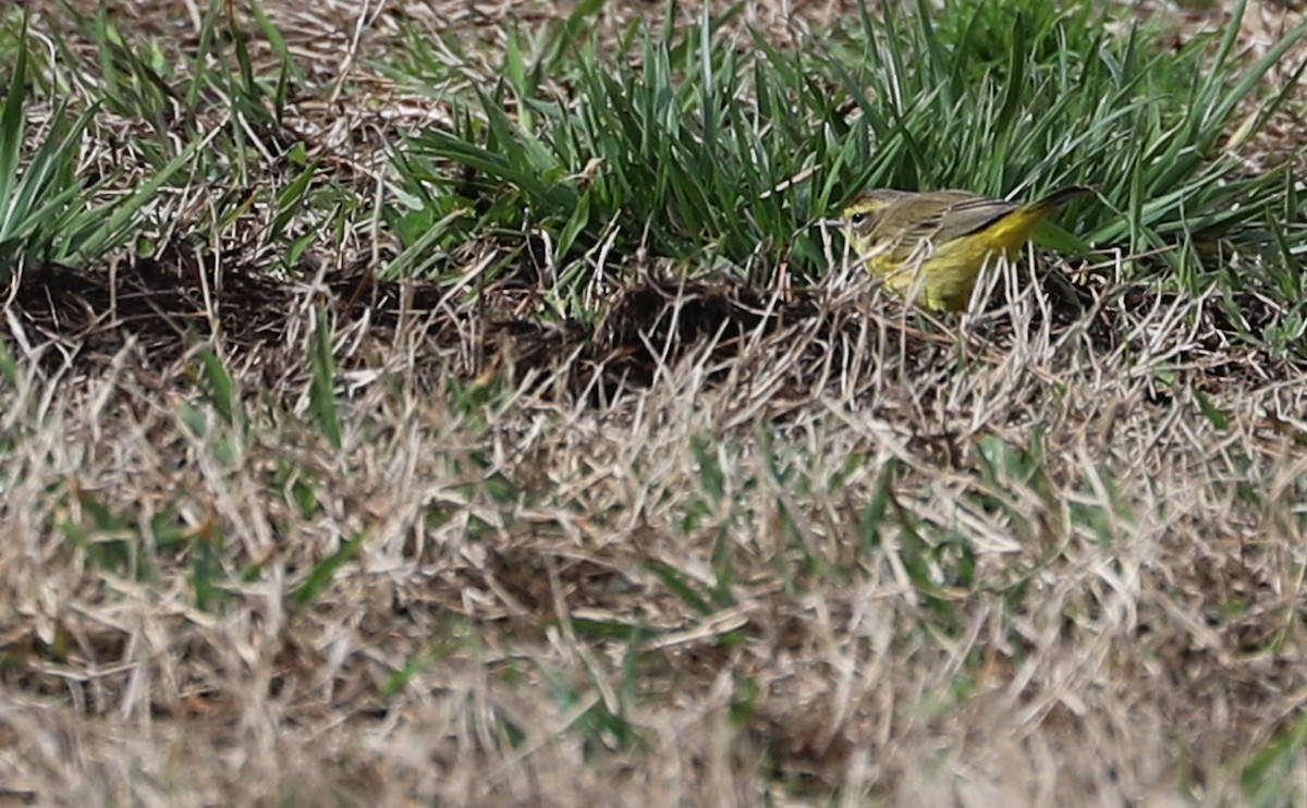 Palm Warbler (Yellow) - ML539913221