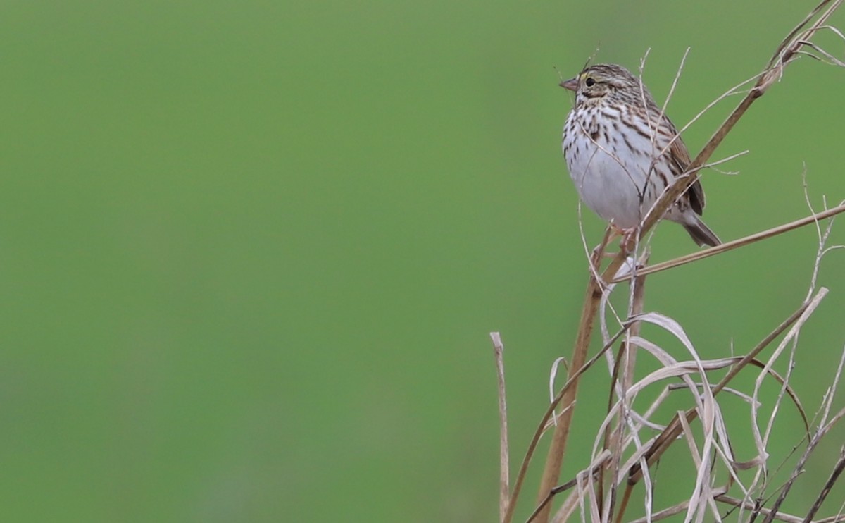 Savannah Sparrow (Savannah) - ML539913301