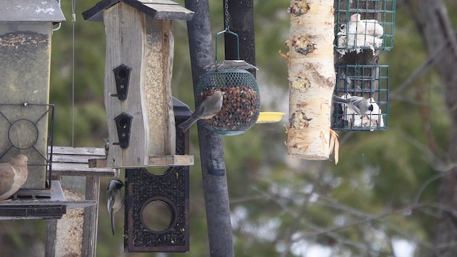 Boreal Chickadee - ML539914131