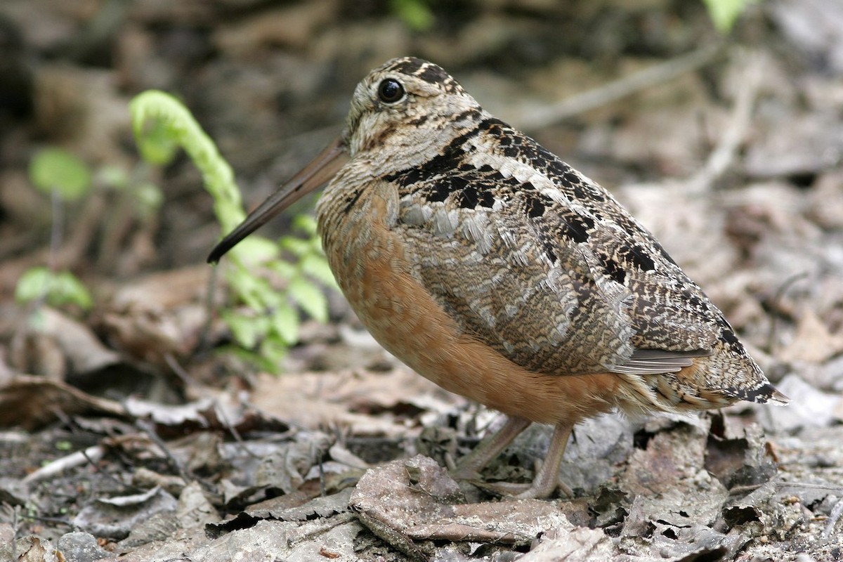 American Woodcock - ML53991471