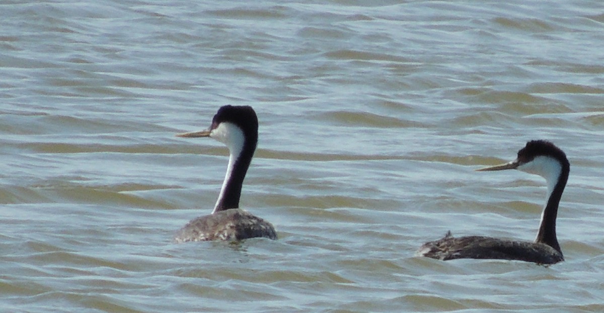 Western Grebe - ML539915391