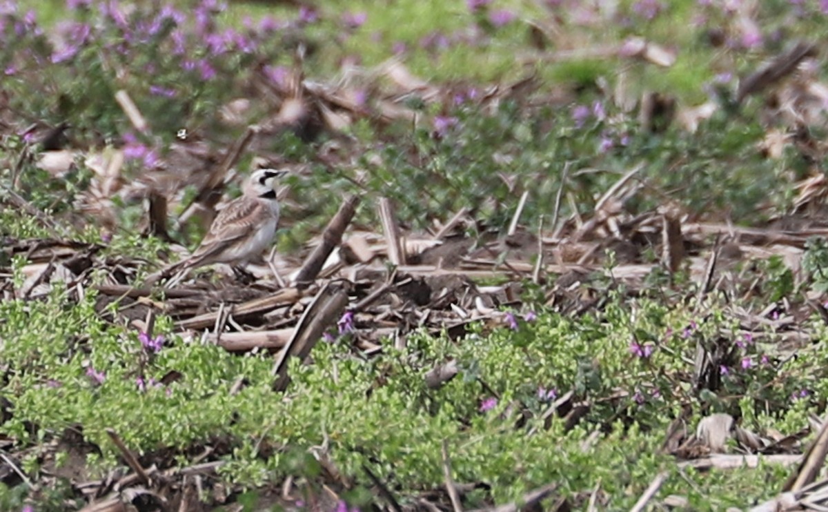 Horned Lark - ML539916371