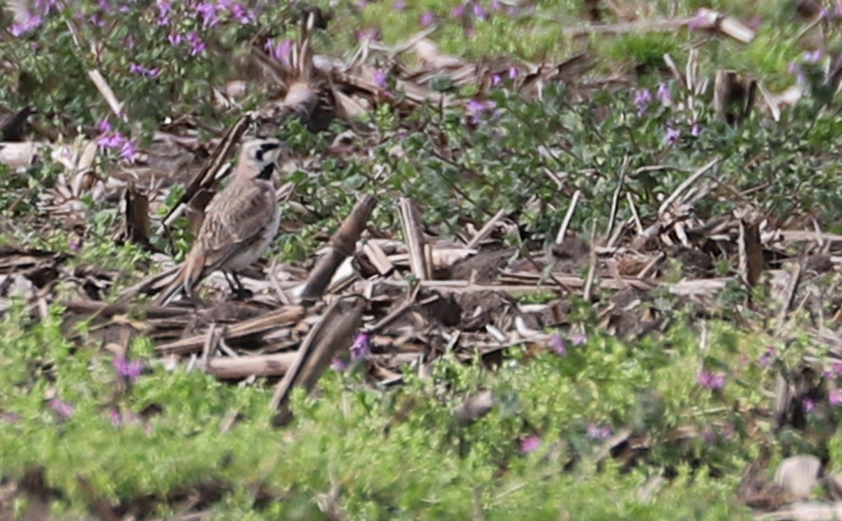 Horned Lark - ML539916401