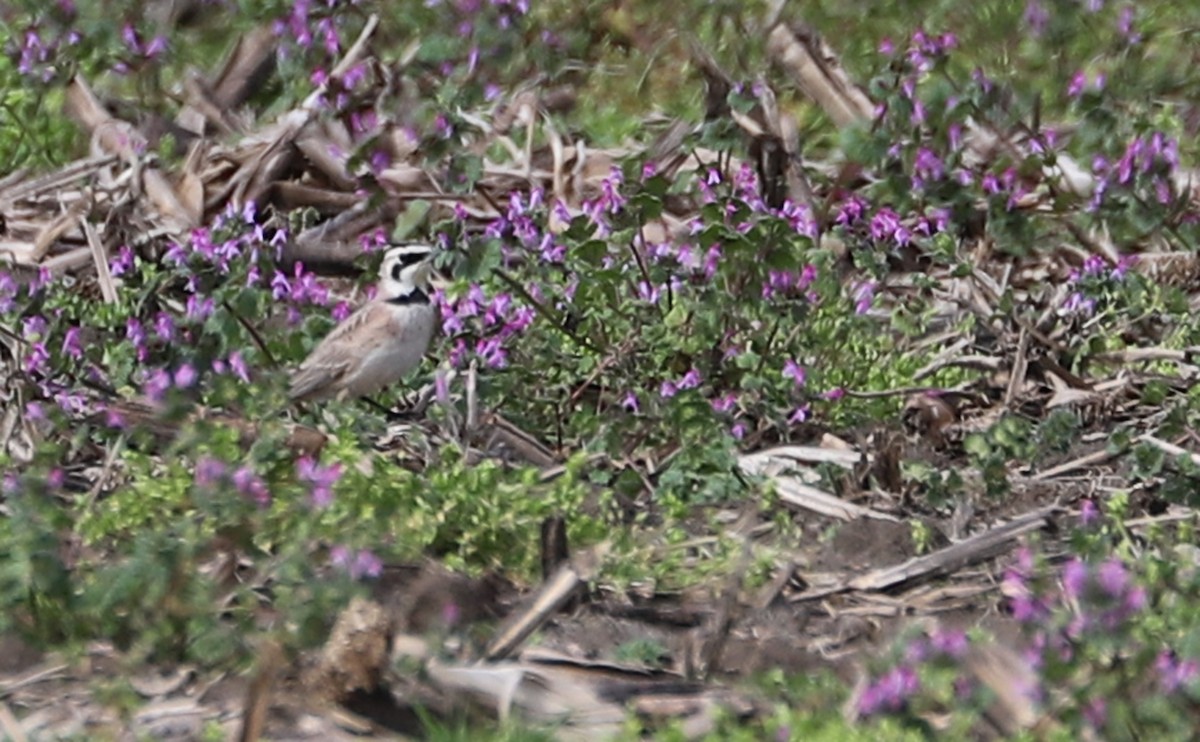 Horned Lark - ML539916441