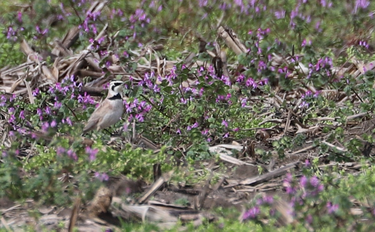 Horned Lark - ML539916541