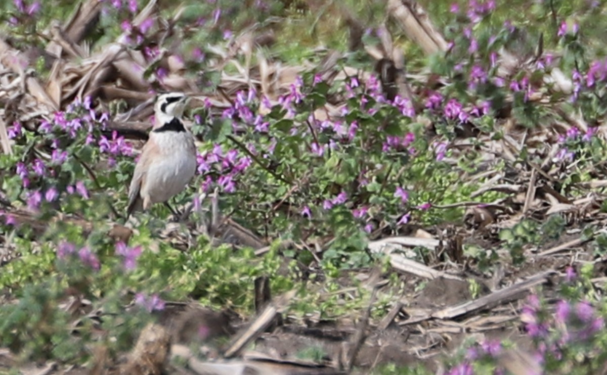 Horned Lark - Rob Bielawski