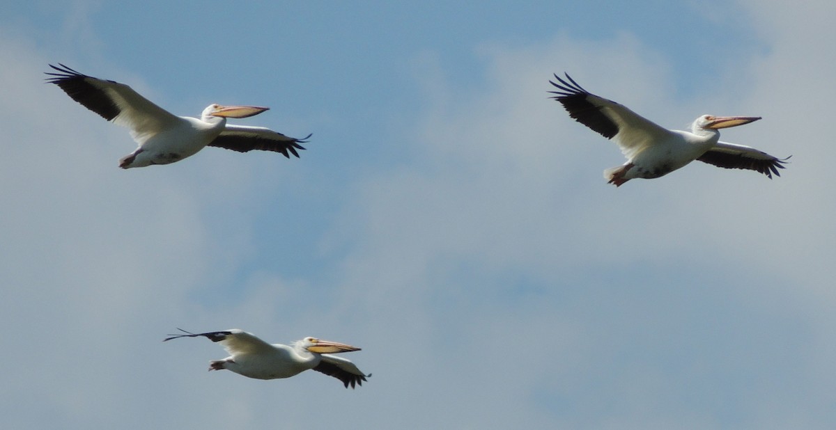 pelikán severoamerický - ML539918831