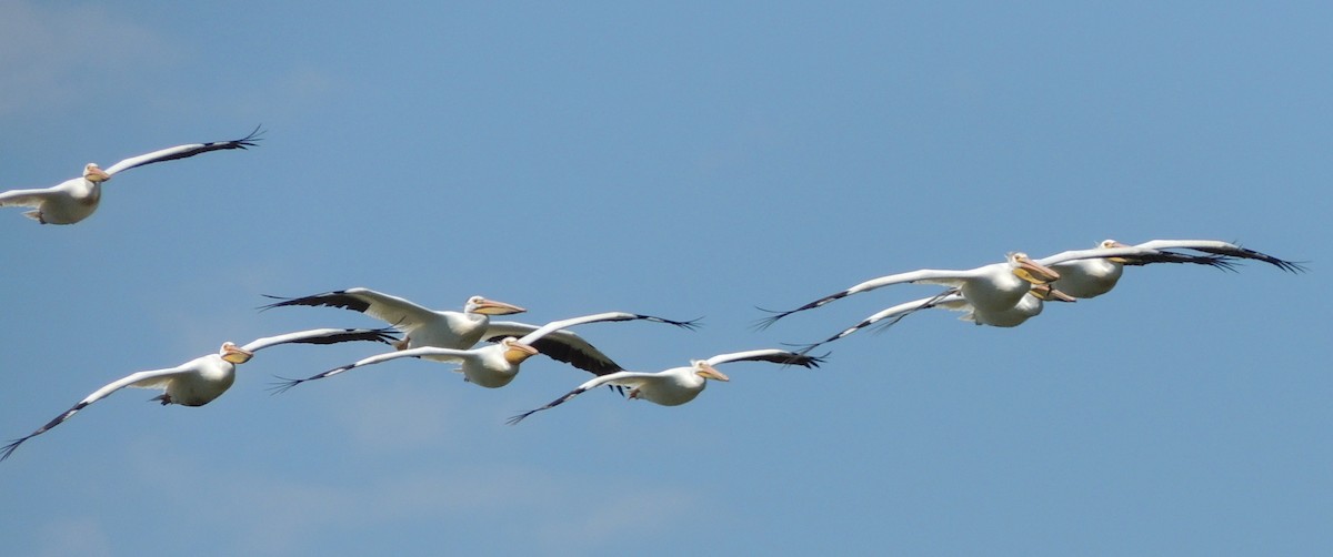 pelikán severoamerický - ML539918841