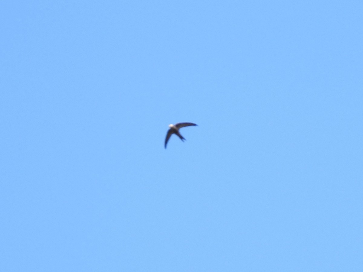 Pallid Swift - ML539918911