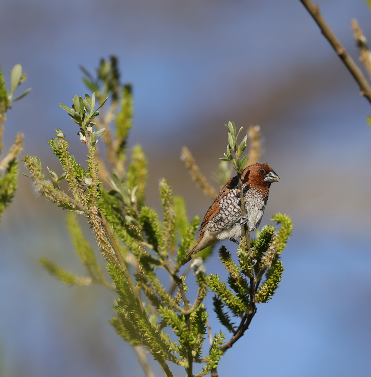 Scaly-breasted Munia - ML539919201