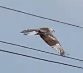 Red-tailed Hawk (Krider's) - ML539920251